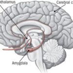 Brain areas activated by stress, with the amygdala sending a distress signal to the hypothalamus.