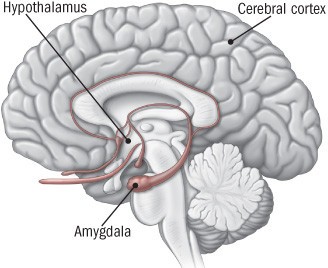 Brain areas activated by stress, with the amygdala sending a distress signal to the hypothalamus.