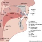 Diagram of human vocal organs illustrating places of articulation