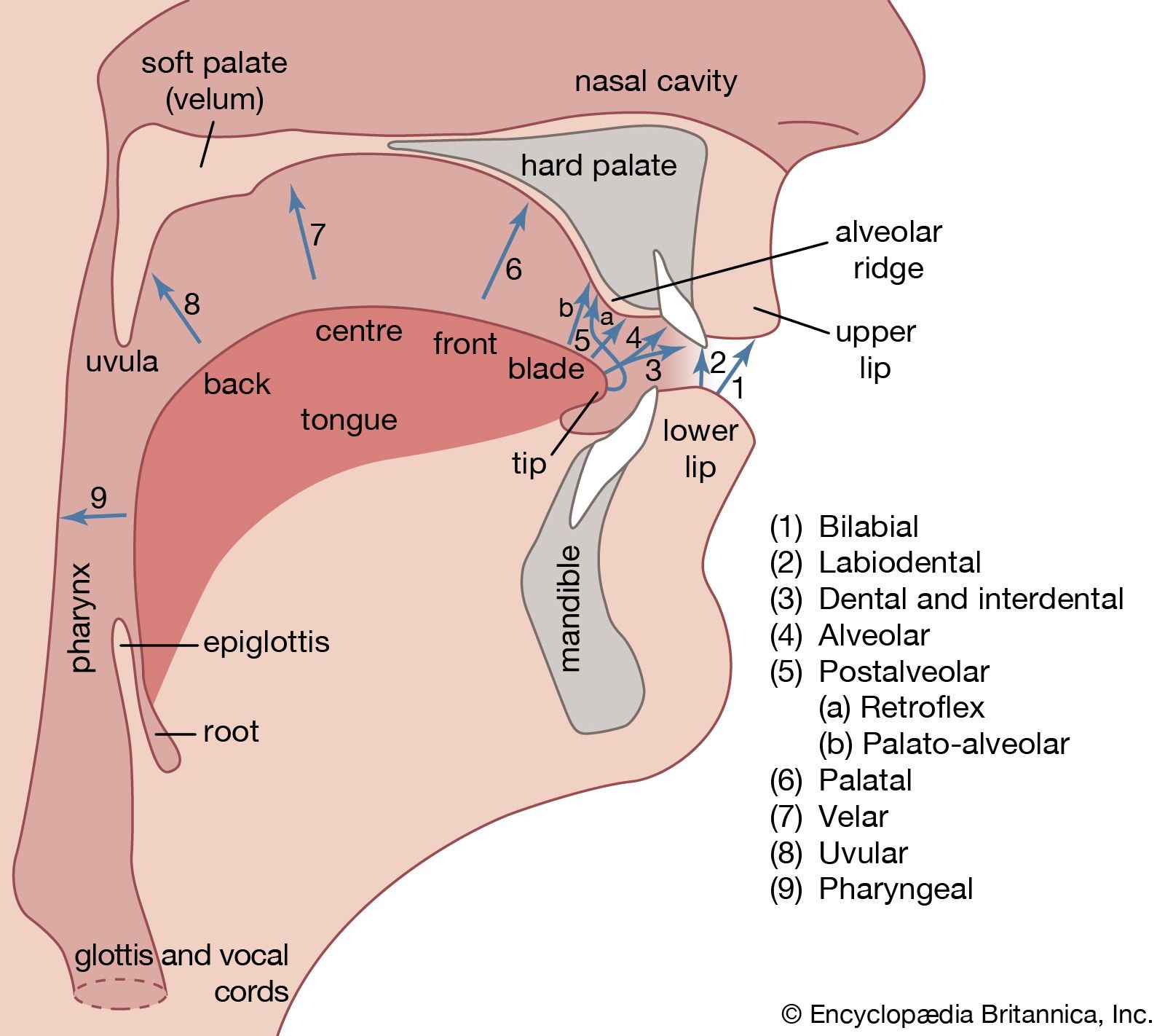 Diagram of human vocal organs illustrating places of articulation