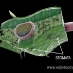 Plants absorb carbon dioxide from the air through stomata, tiny openings in their leaves.