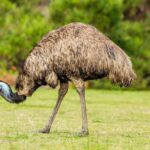 Emu in its natural habitat, showing its size and surroundings
