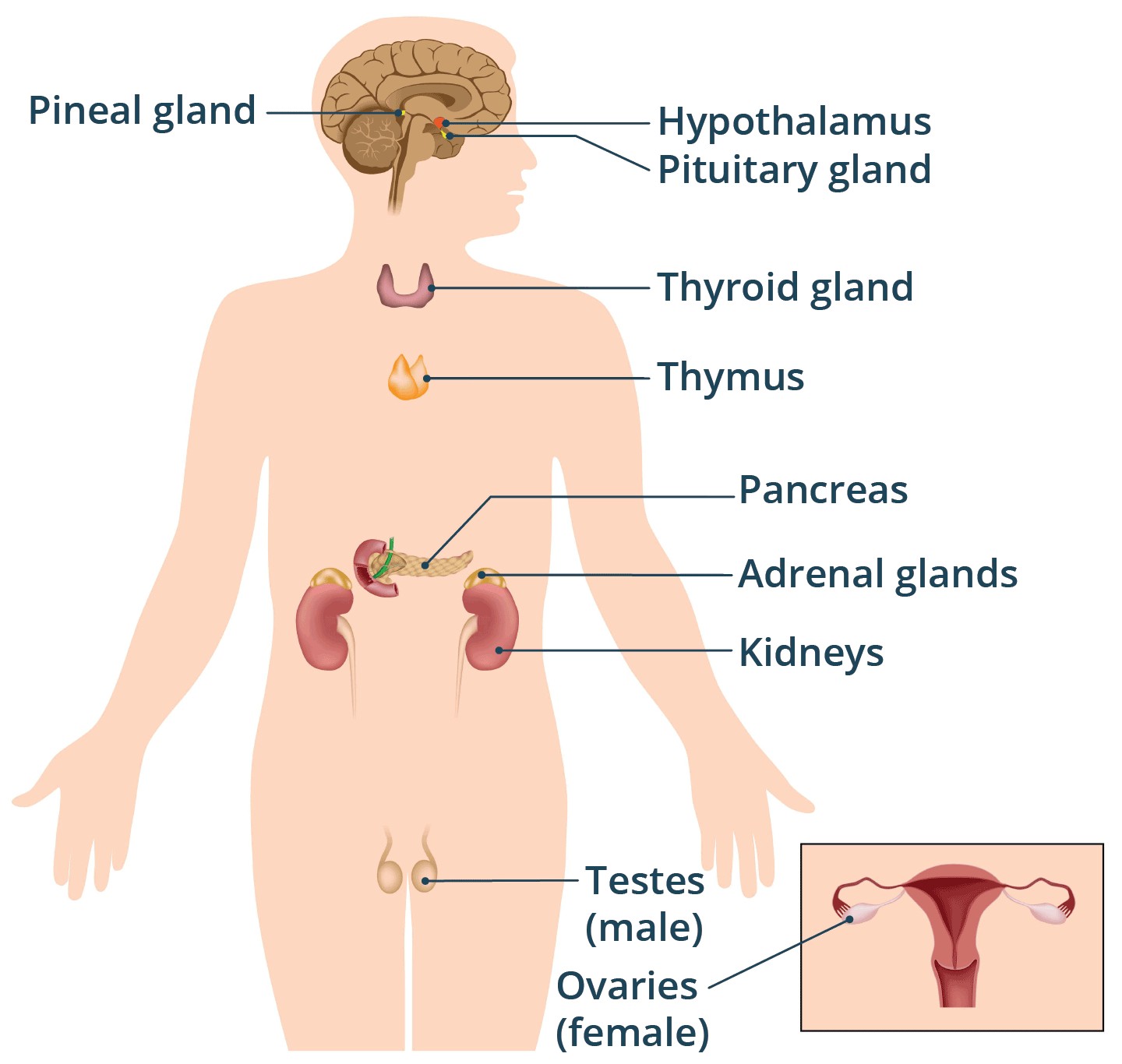 Pineal Gland Location in the Brain