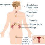 Illustration of the pituitary gland location in the brain.