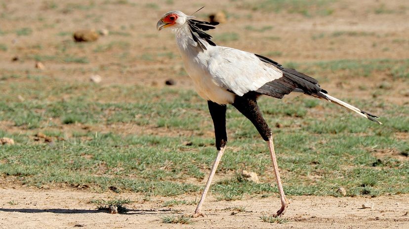 Secretary bird stomping on a snake, showcasing its unique hunting method