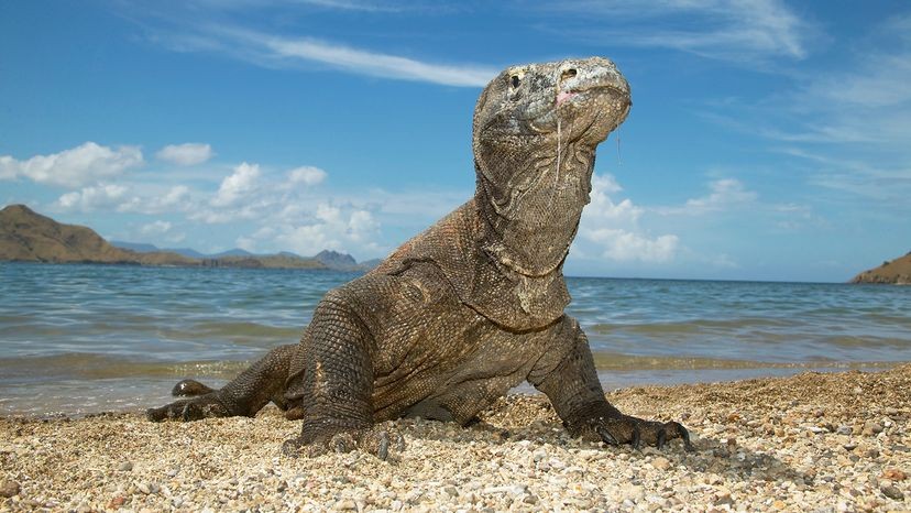 Komodo dragon walking on rocky terrain, highlighting its role as an apex predator