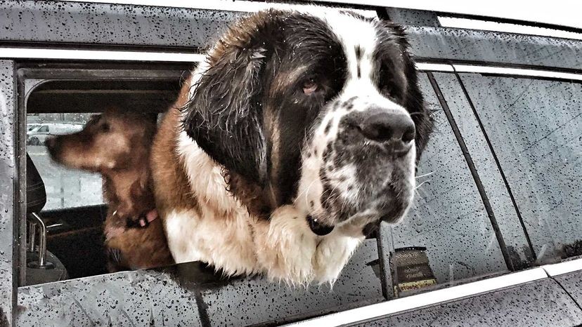 Saint Bernard Rescue Dog