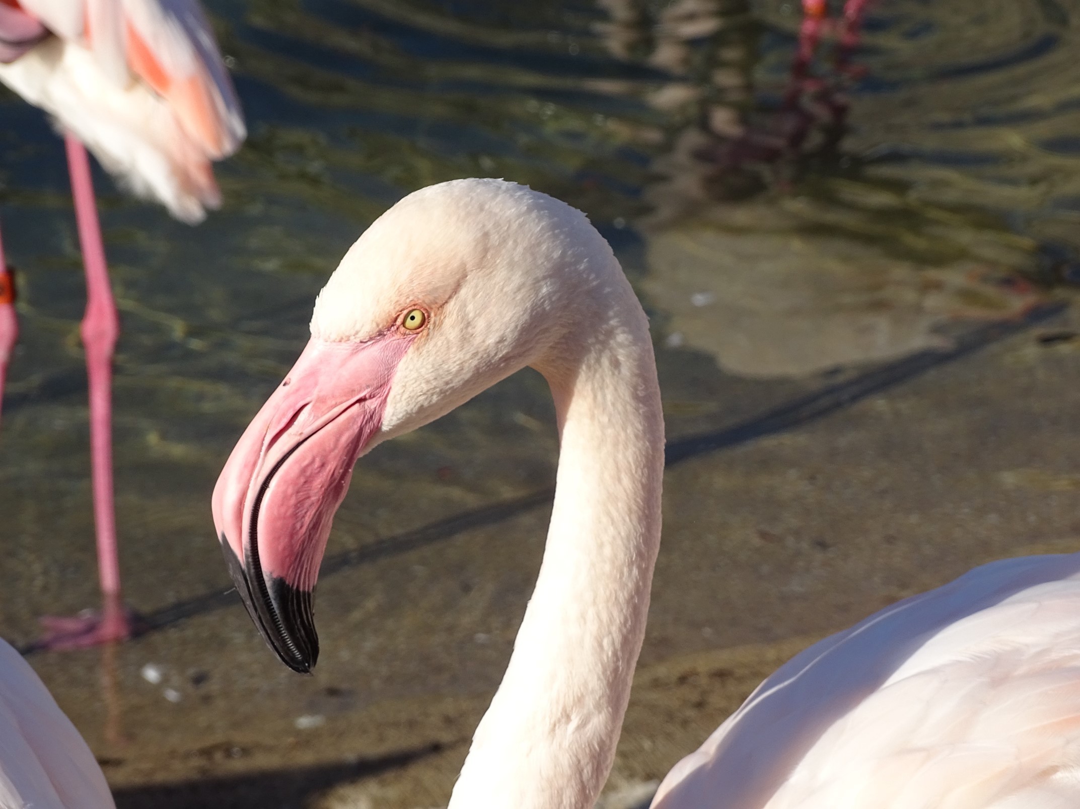 Close-up shot of a flamingo head, highlighting its curved beak and striking eye