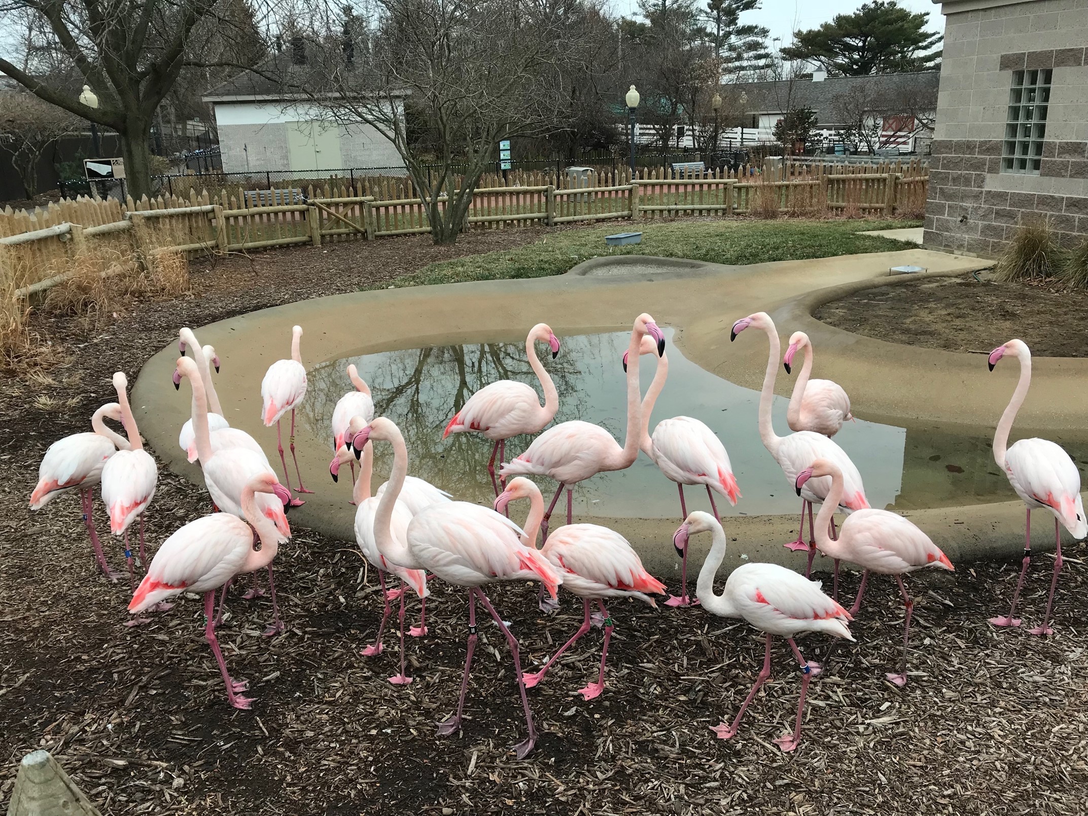 A flock of flamingos, showing their vibrant pink plumage and long legs