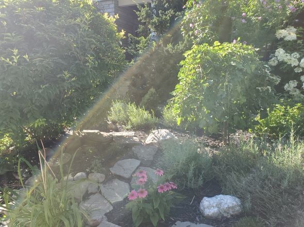 Front Garden with Lush Greenery