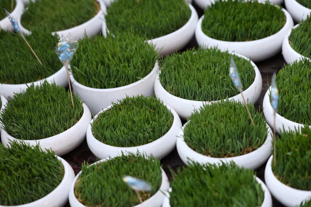 Celebrations for Nowruz in Tehran with green sprouts for sale