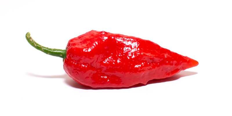 Image of several Ghost Peppers.