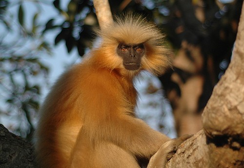 Golden langur is considered one of the most endangered primates, with populations declining in Bhutan and India due to habitat fragmentation.