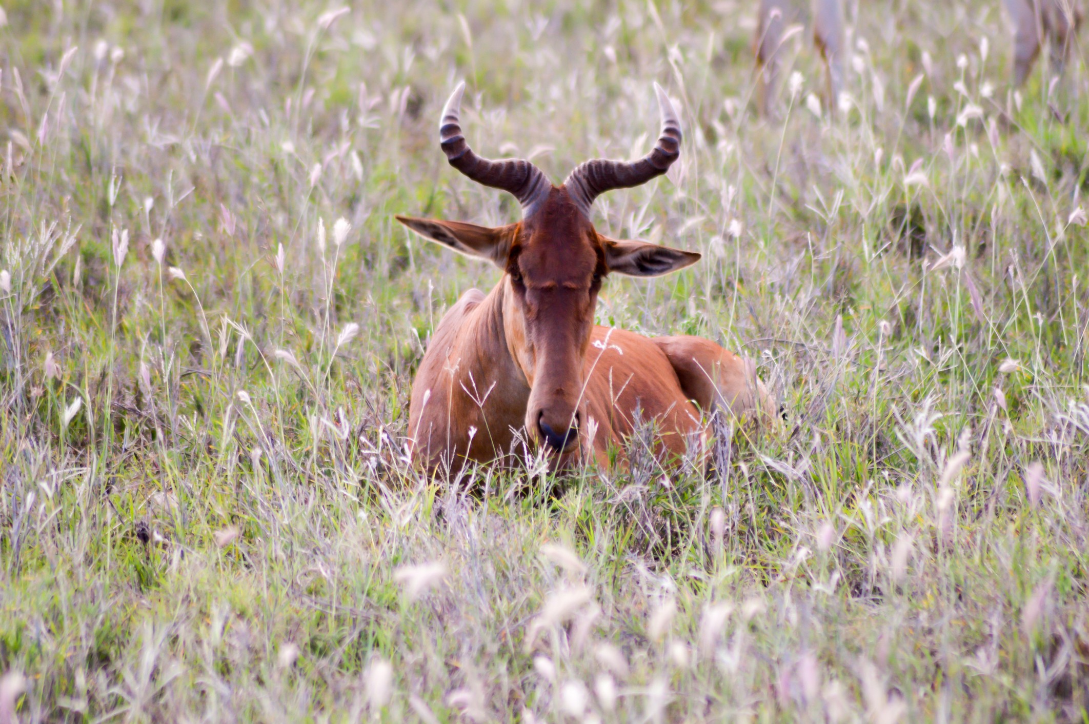 Hirola antelope is known as the world's most endangered antelope, with only a few hundred individuals remaining in the wild due to habitat loss.