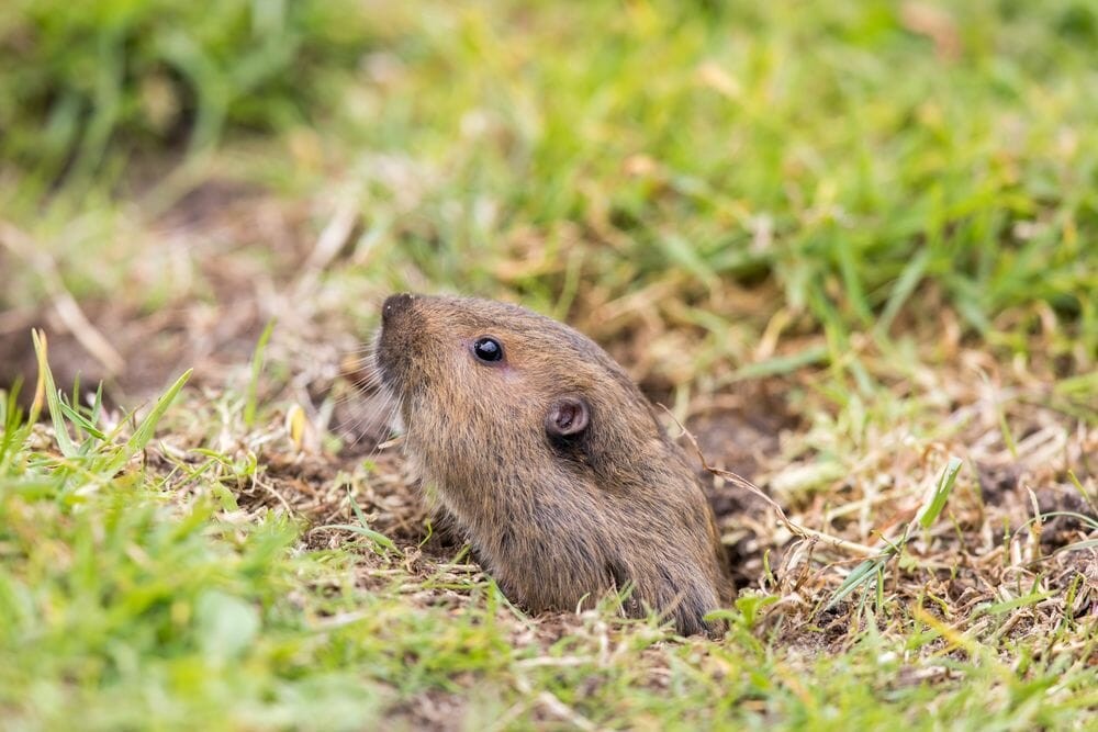 Using traps to stop animals from digging holes in the yard