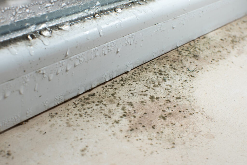 Dust mites thriving in high humidity environments within soft furnishings