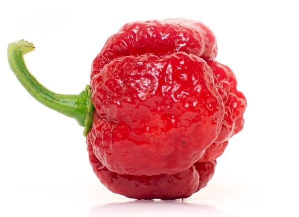 Image of the Trinidad Moruga Scorpion pepper.