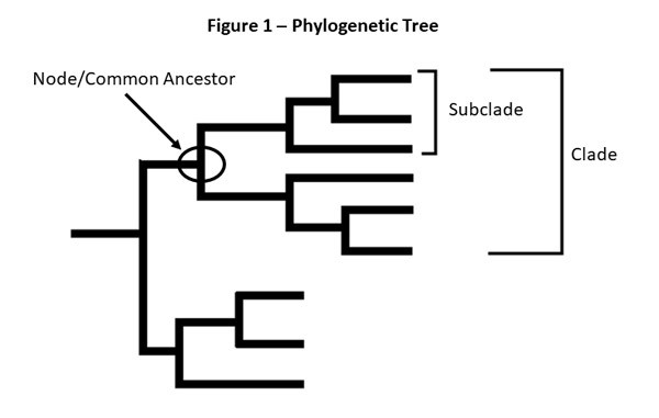 phylogenetic tree showing virus relationships