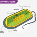Prokaryotic cell