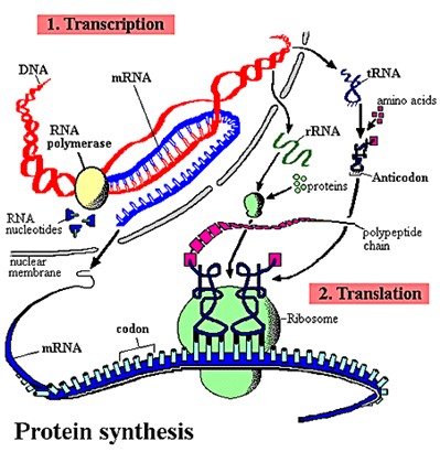 Protein Synthesis