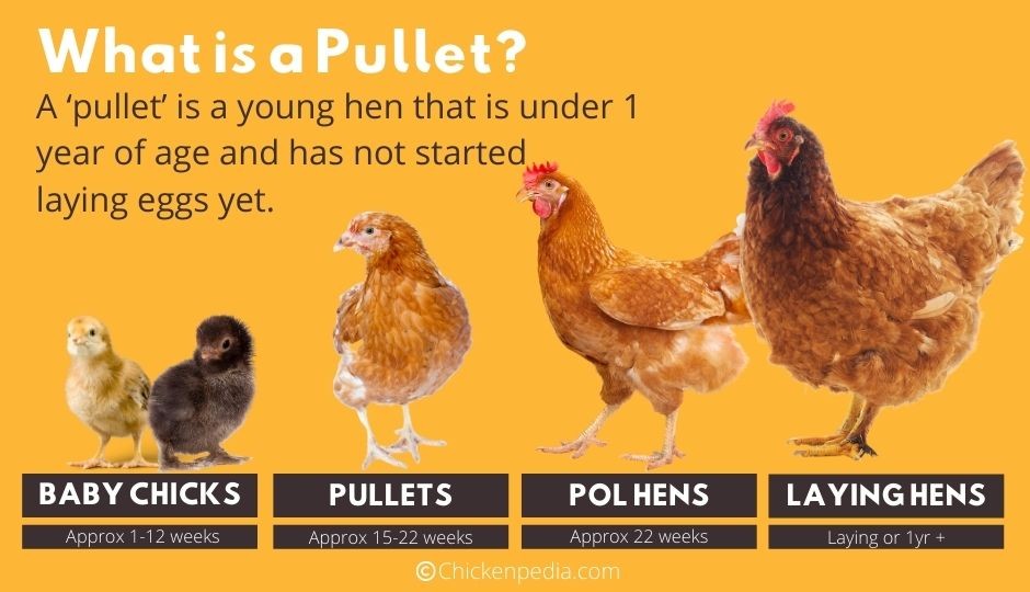 A diagram comparing pullets to hens and baby chickens, highlighting their differences in size and appearance