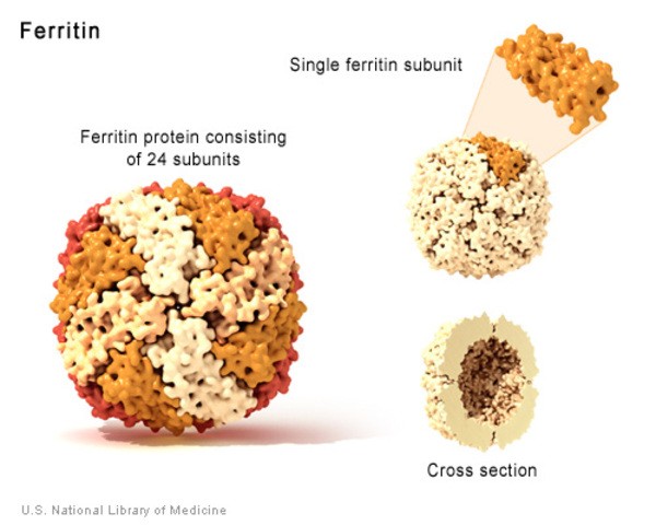 Ferritin, a storage protein, showcasing its ability to bind and store iron