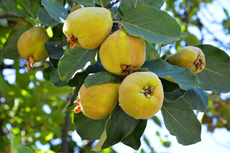 Preparing quince by peeling and slicing the fruit