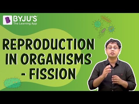 Bacteria Dividing by Binary Fission