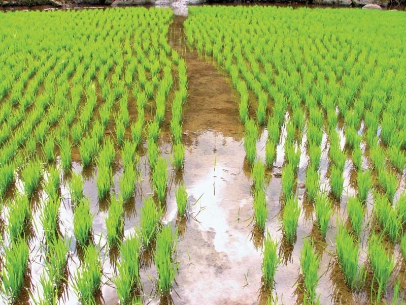 Rice cultivation showing a path through a flooded rice paddy