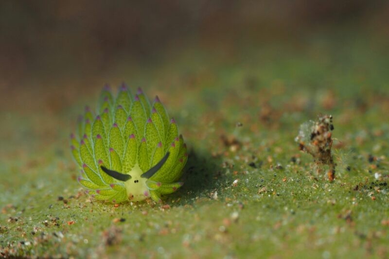 Leaf sheep sea slug exhibiting rhinophores, the sensory organs on its head used to detect chemical compounds in the water.