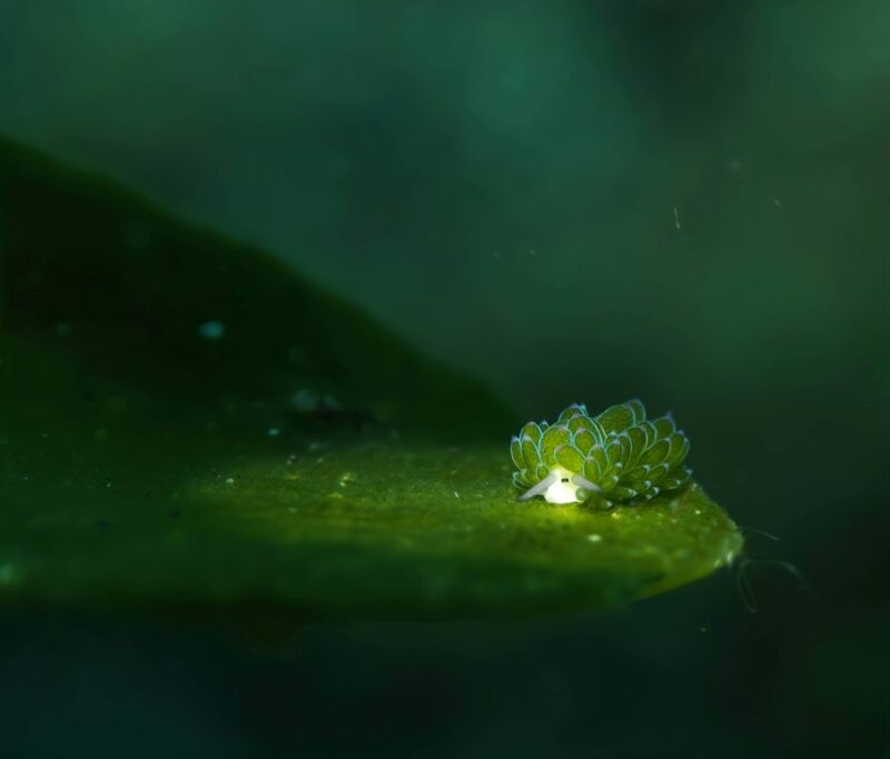 Leaf sheep sea slug demonstrating bioluminescence, emitting light due to the chloroplasts it has absorbed.