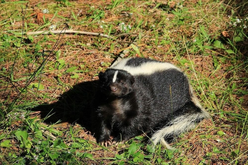 Skunk digging for food in a yard