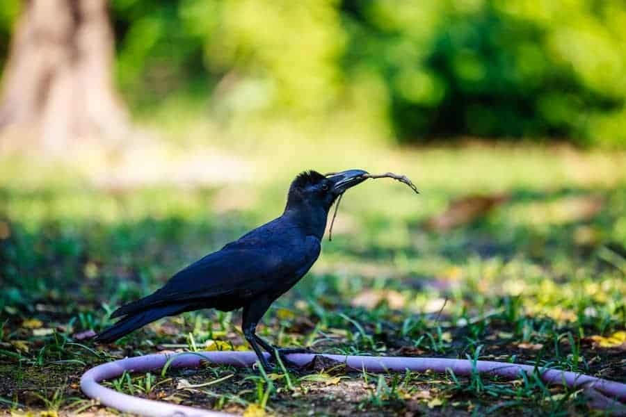 Crow using tool