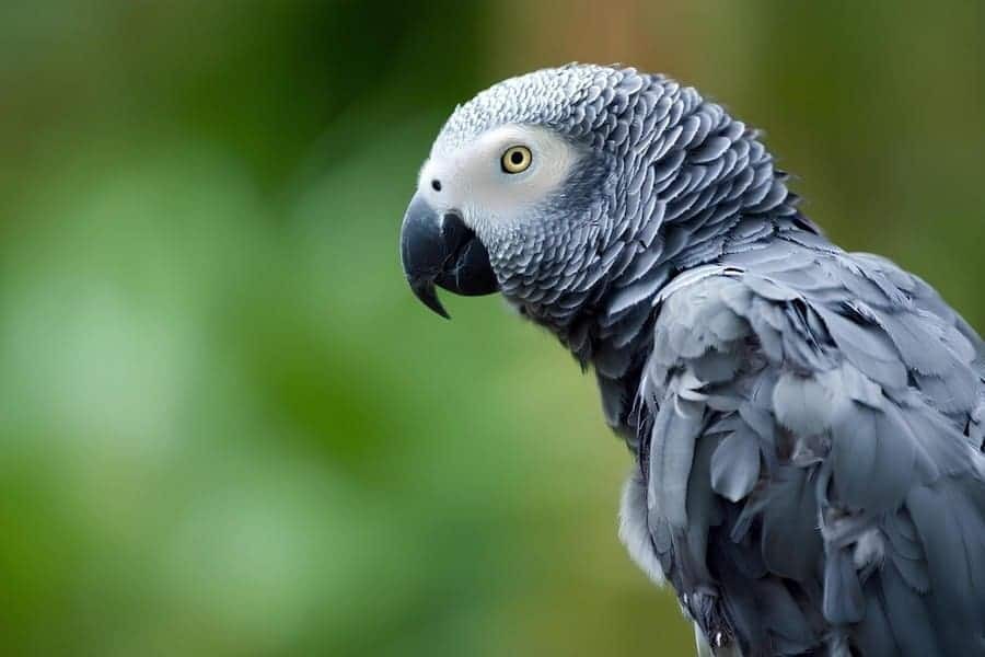 African Grey Parrot