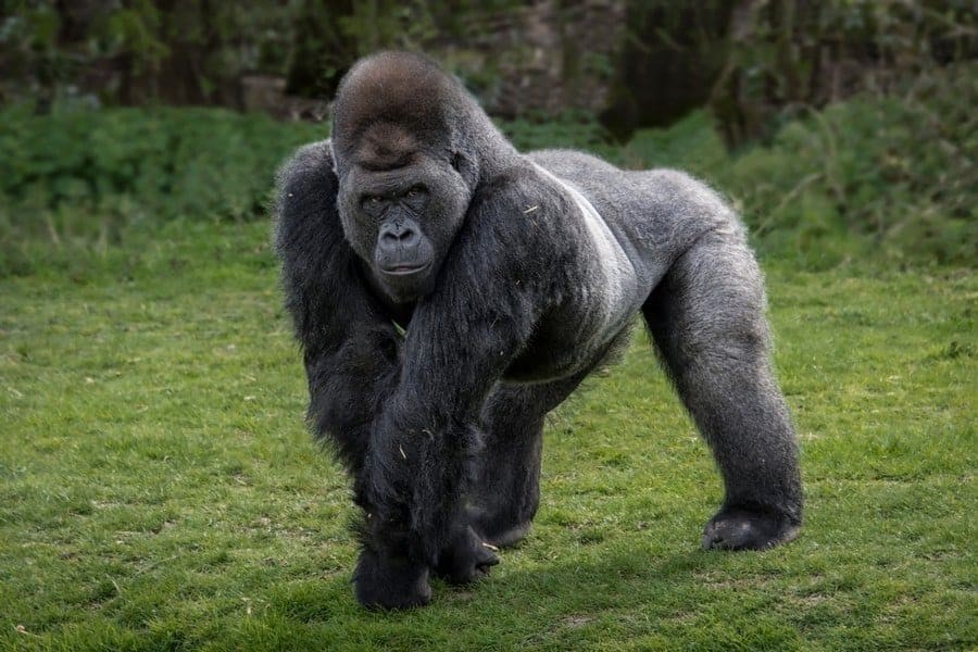 Gorilla