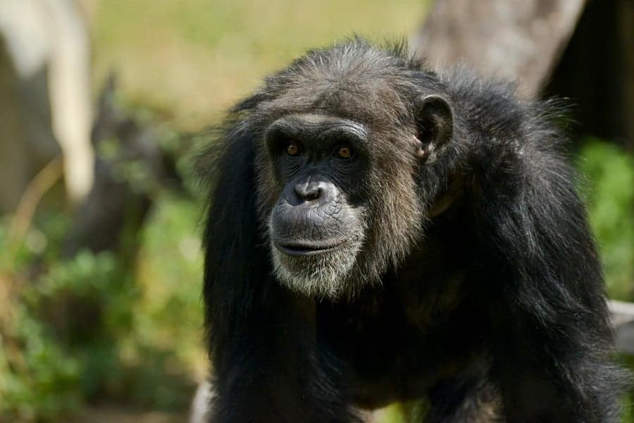 Chimpanzee