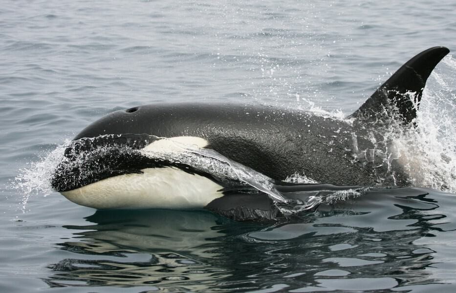 Orca