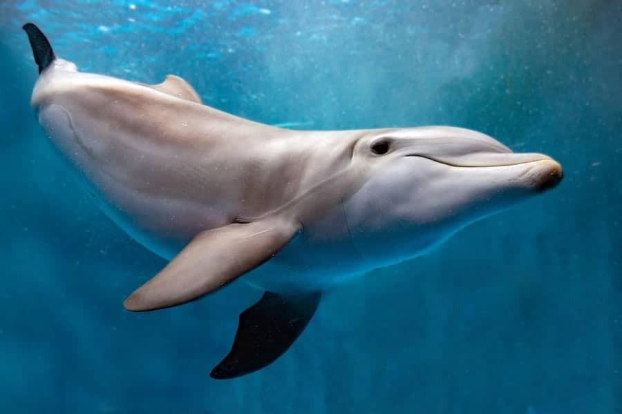 Dolphin