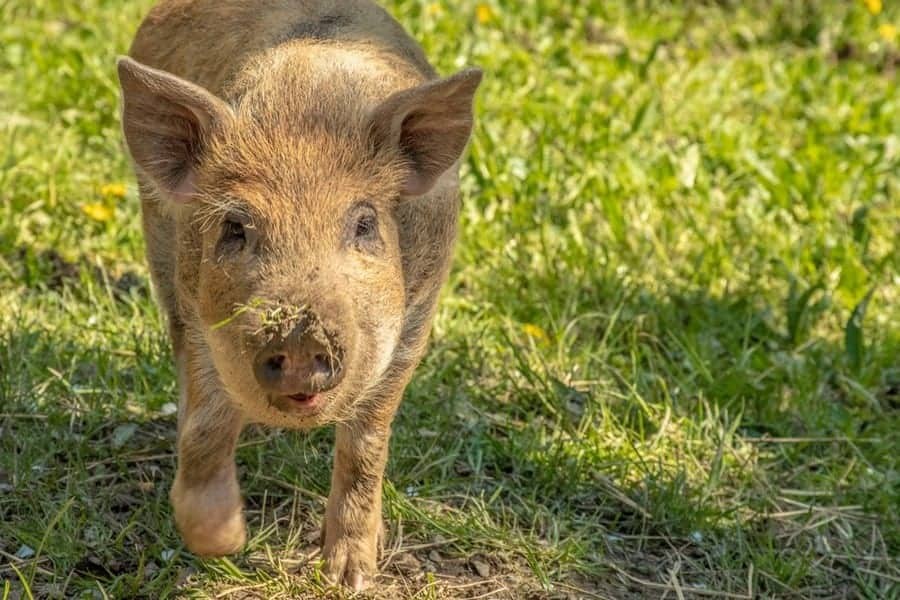 Pig