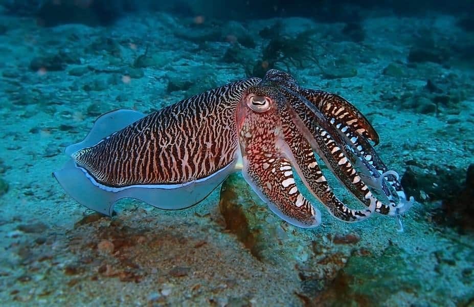 Cuttlefish