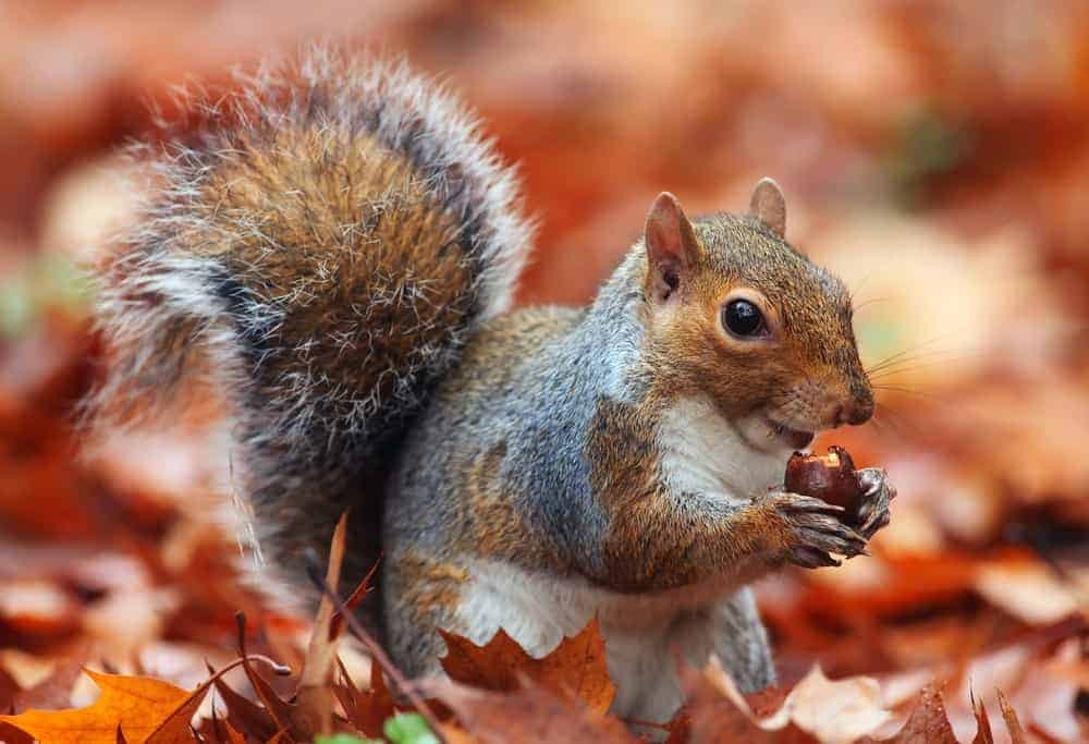 Squirrel