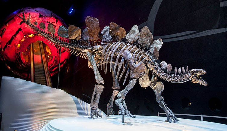 Stegosaurus skeleton on display at the Earth Hall museum, highlighting the challenges of estimating size from fossils