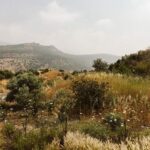 Restoring wholeness through shalom, a concept deeply rooted in Hebrew tradition and scripture