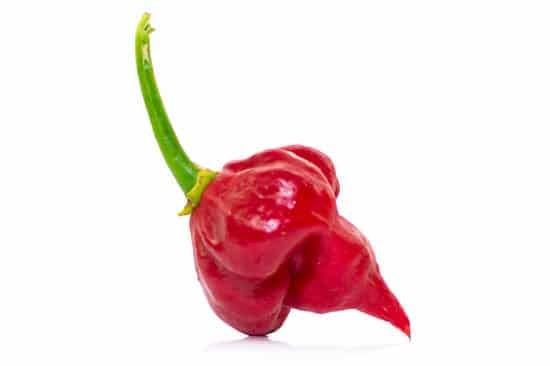 Image of the Trinidad Scorpion Butch T.