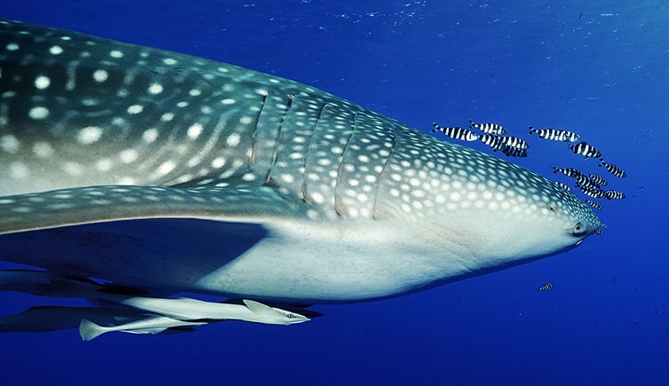 Whale sharks are filter feeders, consuming plankton and small organisms.