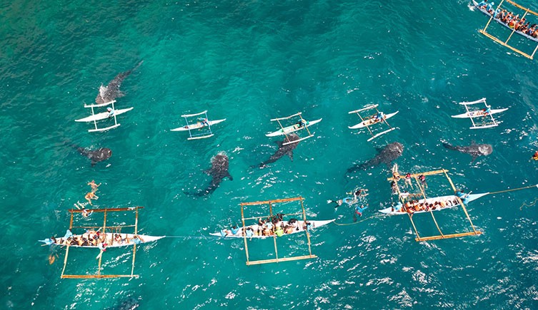 Whale shark tourism can disrupt the ocean giants.