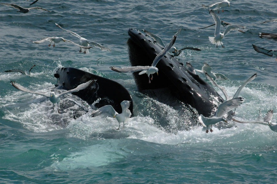 Whale watching in Cape Town, South Africa | Go2Africa