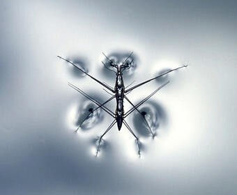 A water strider