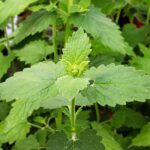 dried catnip on a wooden spoon