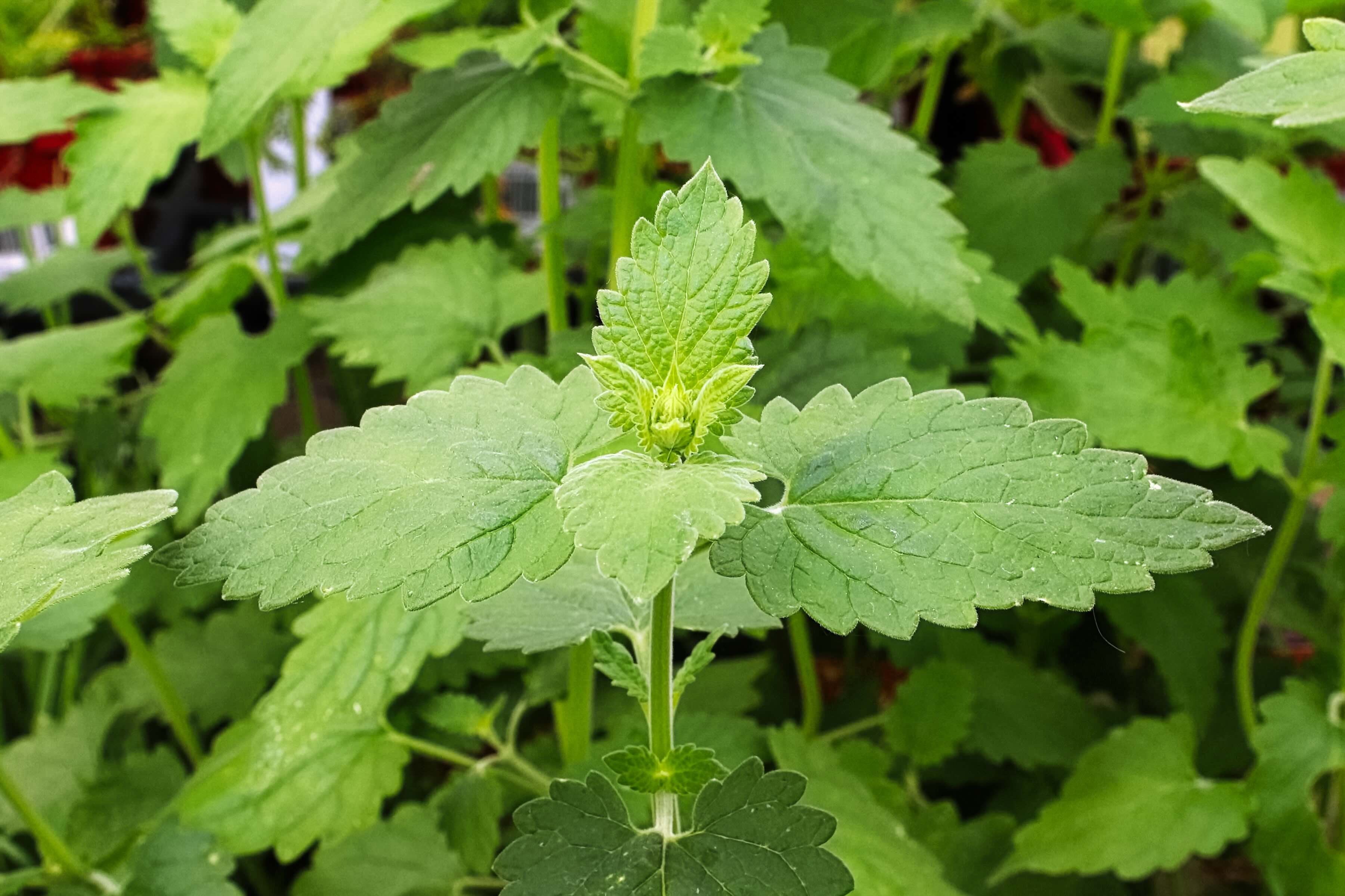 dried catnip on a wooden spoon